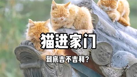 猫来家里生孩子风水|猫进家门到底吉不吉利